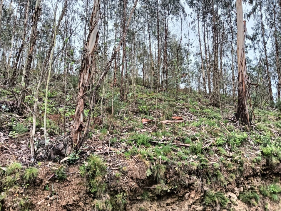 Terreno para Venda em Angeja Foto 7