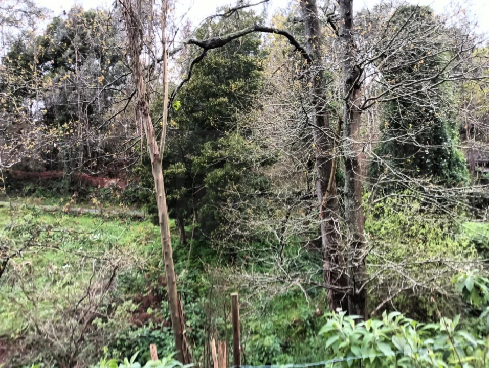 Terreno para Venda em Angeja Foto 8