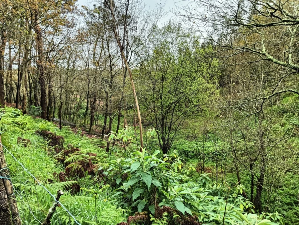 Terreno para Venda em Angeja Foto 9
