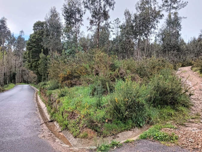 Terreno para Venda em Angeja Foto 1