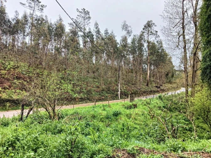 Terreno para Venda em Angeja Foto 2