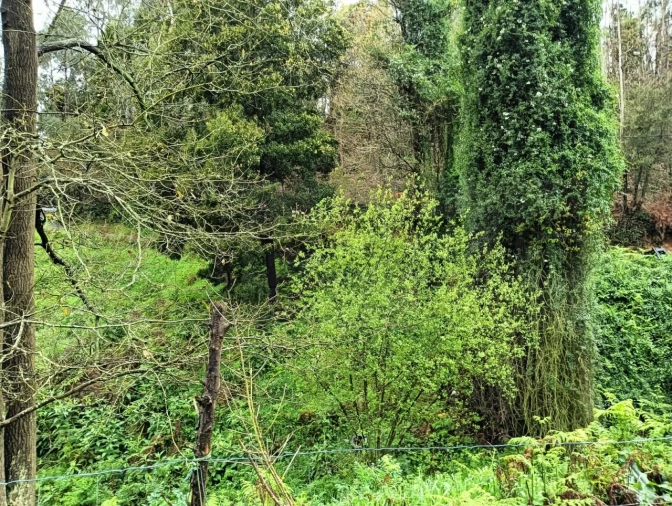 Terreno para Venda em Angeja Foto 6