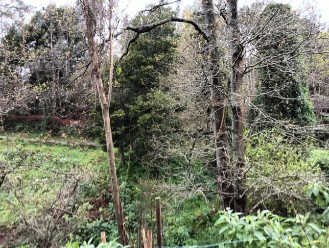 Terreno para Venda em Angeja Foto 8