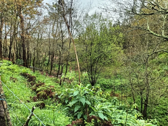 Terreno para Venda em Angeja Foto 9