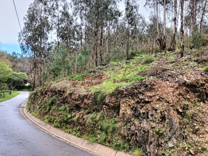 Terreno para Venda em Angeja Foto 10