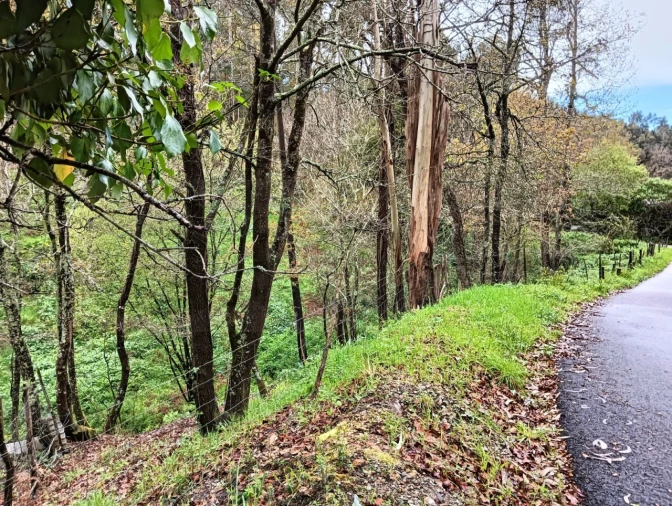 Terreno para Venda em Angeja Foto 11