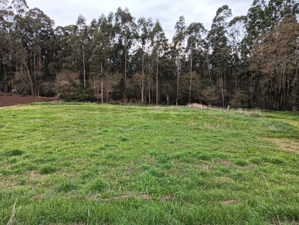 Terreno para Venda em Beduído e Veiros Foto 6