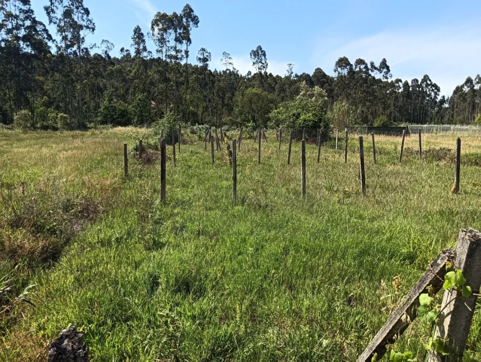 Terreno para Venda em Oliveira do Bairro Foto 12