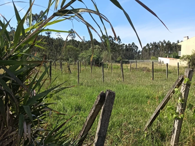 Terreno para Venda em Oliveira do Bairro Foto 1
