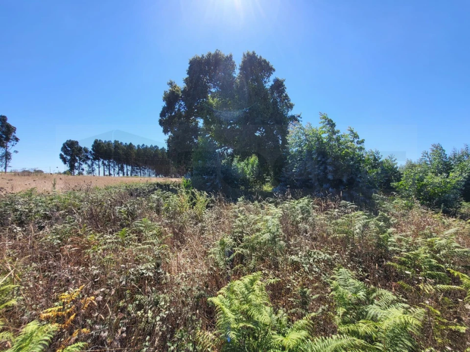 Terreno para Venda em Ílhavo (São Salvador) Foto 3