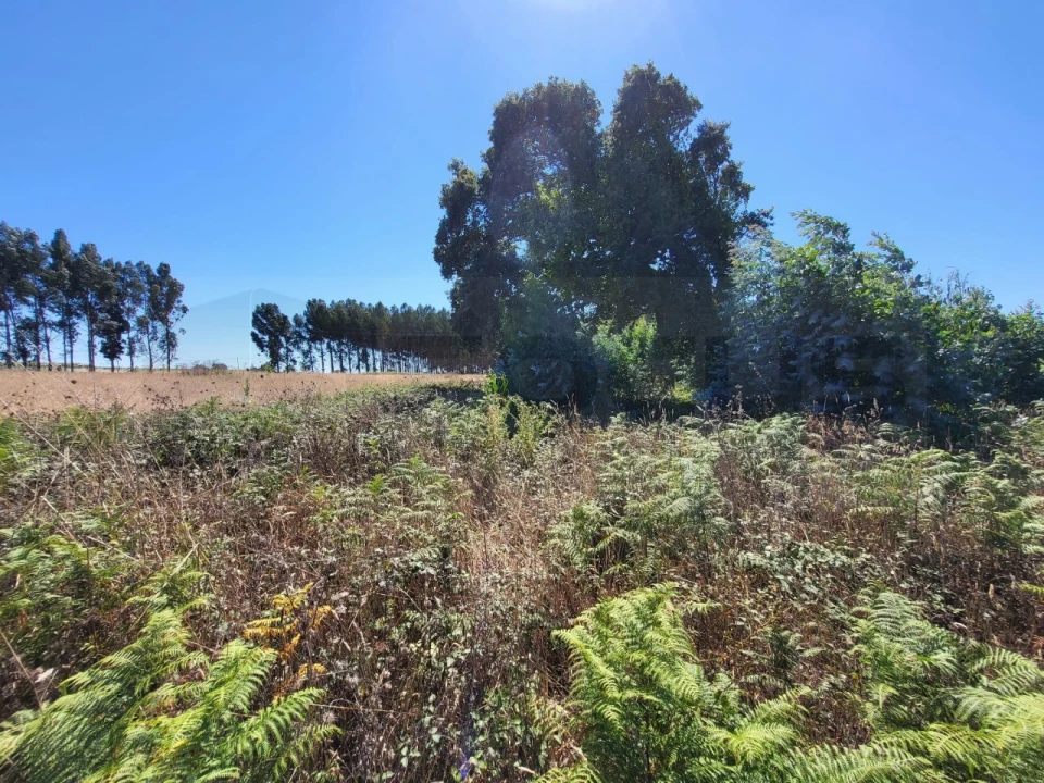 Terreno para Venda em Ílhavo (São Salvador) Foto 4