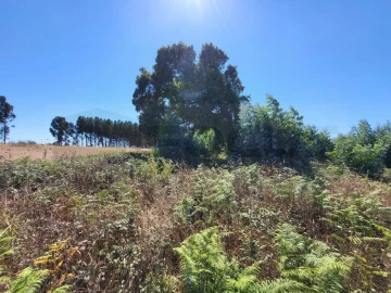 Terreno para Venda em Ílhavo (São Salvador)