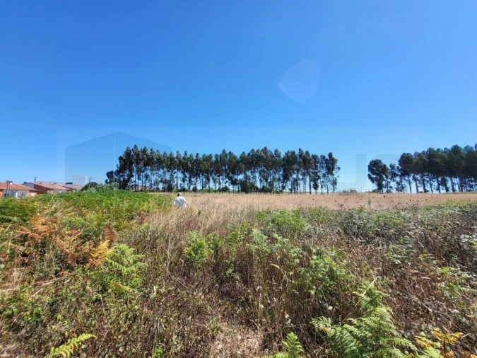 Terreno para Venda em Ílhavo (São Salvador) Foto 5