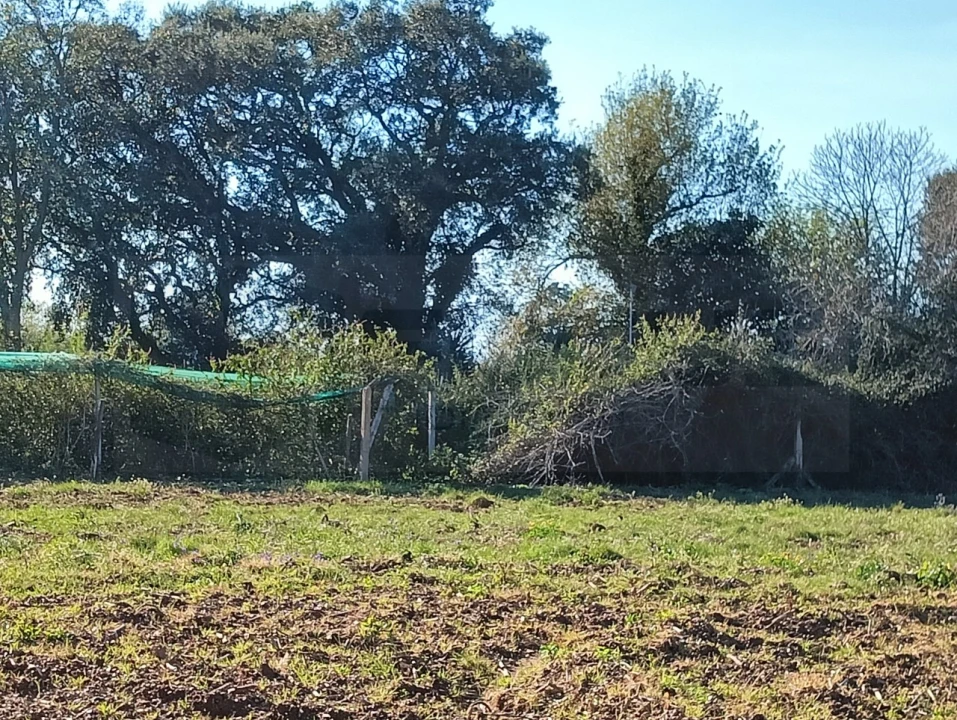 Terreno para Venda em Albergaria-A-Velha e Valmaior Foto 5