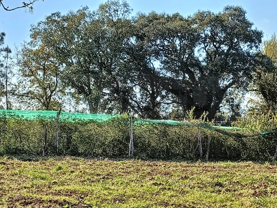 Terreno para Venda em Albergaria-A-Velha e Valmaior Foto 6