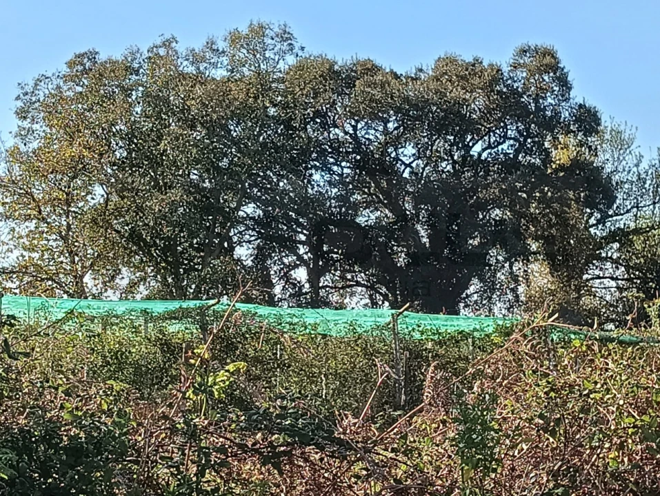 Terreno para Venda em Albergaria-A-Velha e Valmaior Foto 8