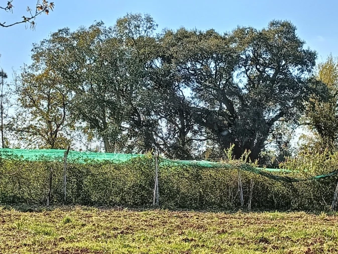 Terreno para Venda em Albergaria-A-Velha e Valmaior Foto 2