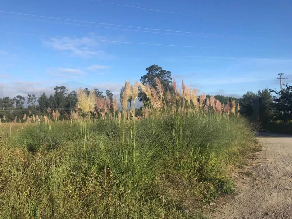 Terreno para Venda em Beduído e Veiros Foto 2
