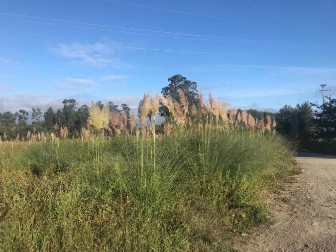 Terreno para Venda em Beduído e Veiros Foto 2