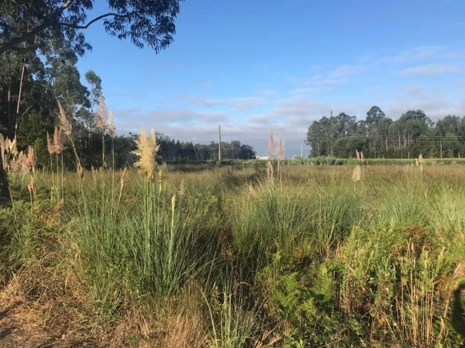 Terreno para Venda em Beduído e Veiros Foto 5