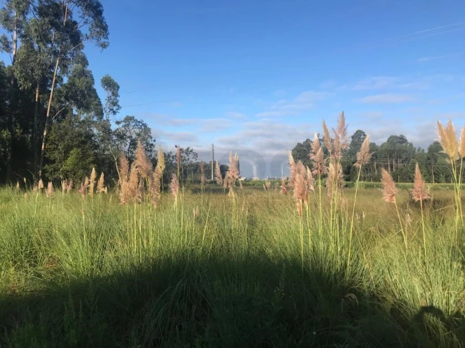 Terreno para Venda em Beduído e Veiros Foto 6