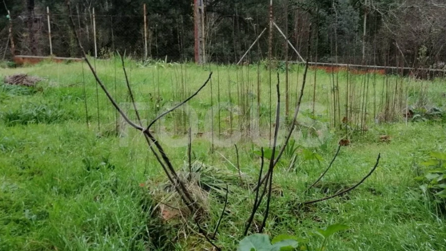 Terreno para Venda em Travassô e Óis da Ribeira
