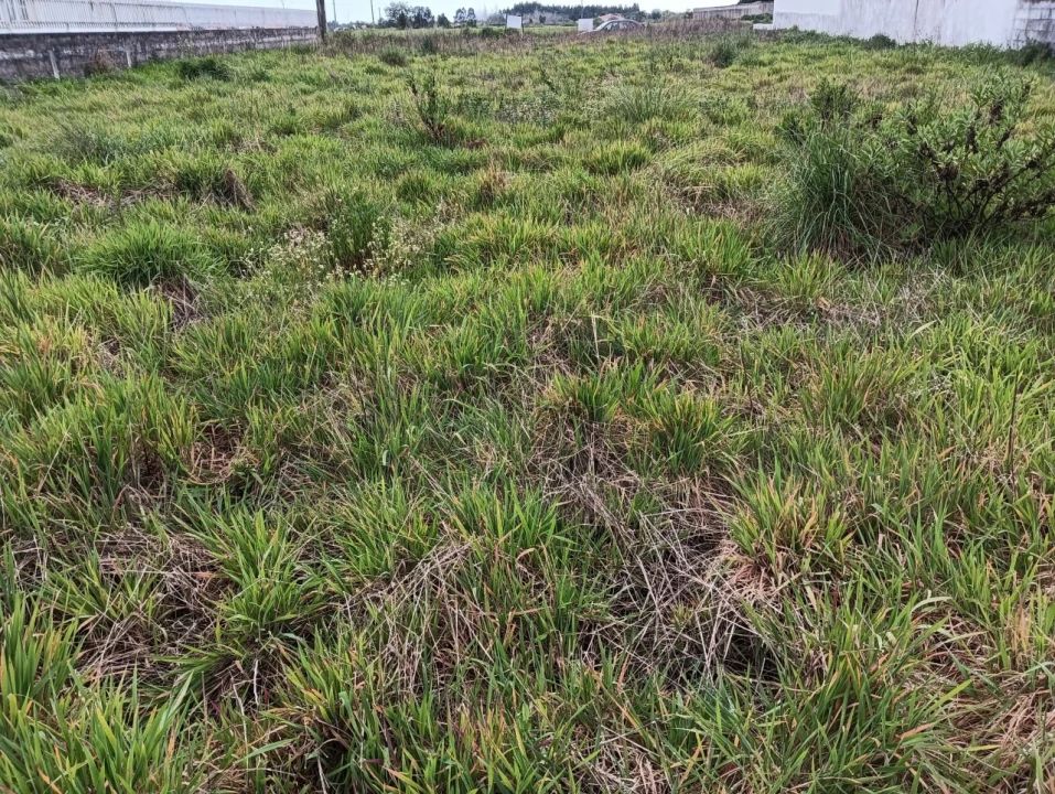 Terreno para Venda em Ílhavo (São Salvador) Foto 3