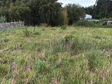 Terreno para Venda em Ílhavo (São Salvador)