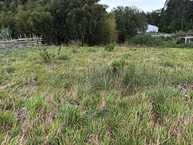 Terreno para Venda em Ílhavo (São Salvador) Foto 2