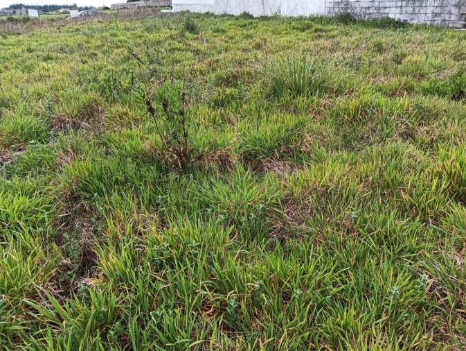 Terreno para Venda em Ílhavo (São Salvador) Foto 6