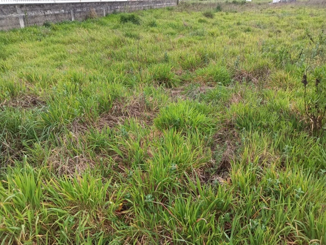 Terreno para Venda em Ílhavo (São Salvador) Foto 7