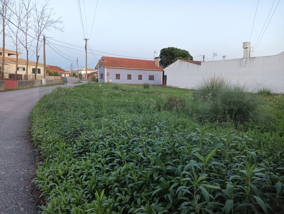 Terreno para Venda em Bustos, Troviscal e Mamarrosa Foto 13