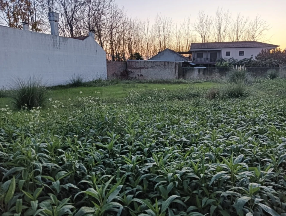 Terreno para Venda em Bustos, Troviscal e Mamarrosa Foto 15