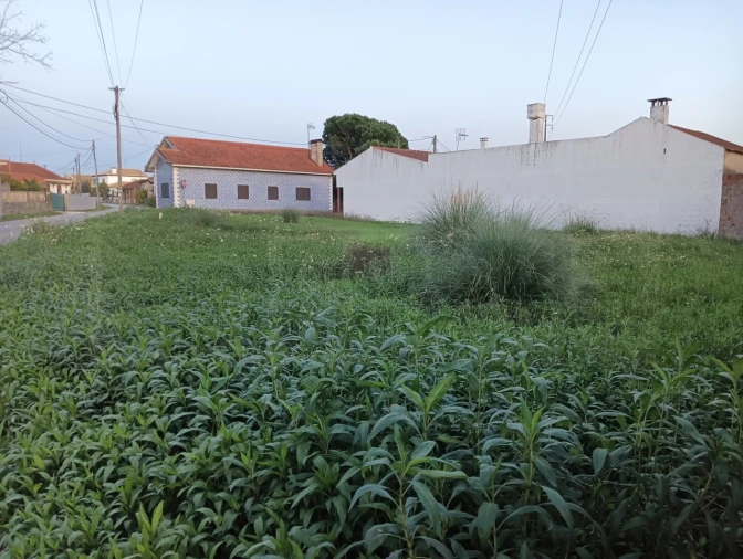 Terreno para Venda em Bustos, Troviscal e Mamarrosa Foto 4