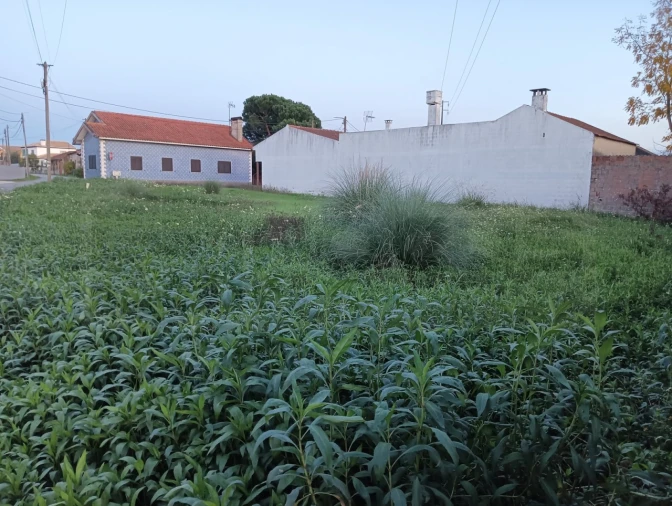 Terreno para Venda em Bustos, Troviscal e Mamarrosa Foto 6