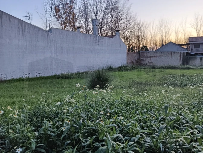 Terreno para Venda em Bustos, Troviscal e Mamarrosa Foto 8