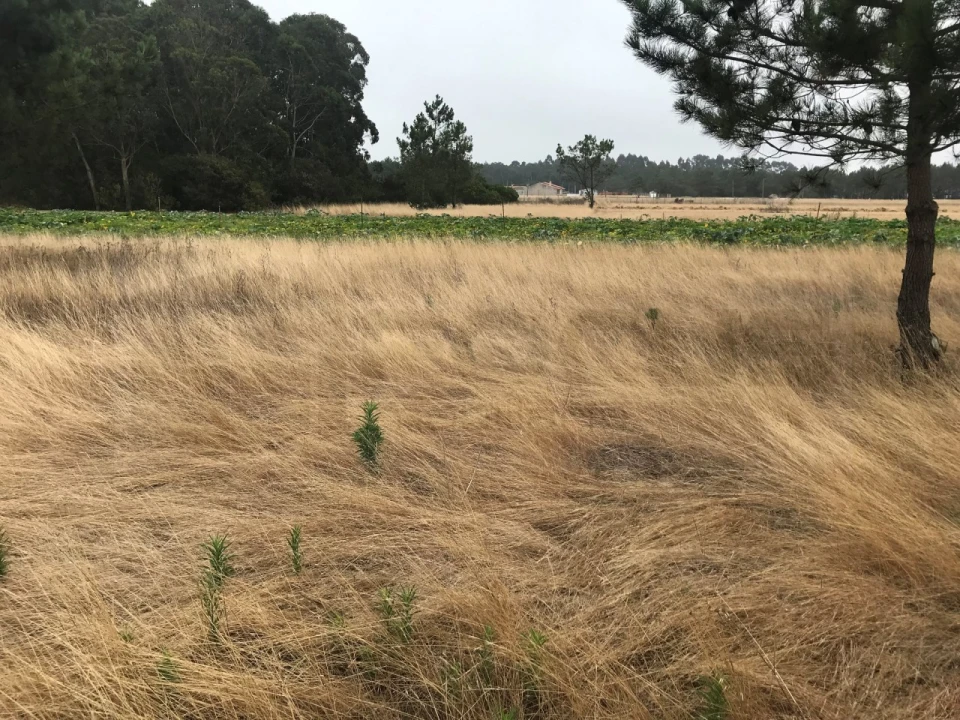 Terreno para Venda em Gafanha do Carmo Foto 3