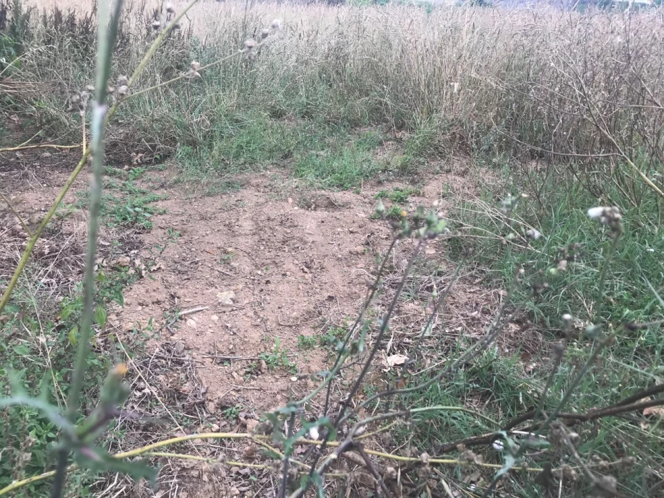 Terreno para Venda em Salreu Foto 5