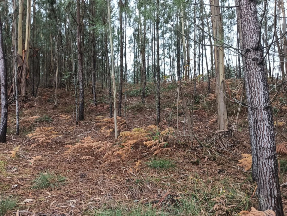 Terreno para Venda em Eixo e Eirol Foto 14