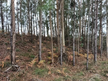 Terreno para Venda em Eixo e Eirol
