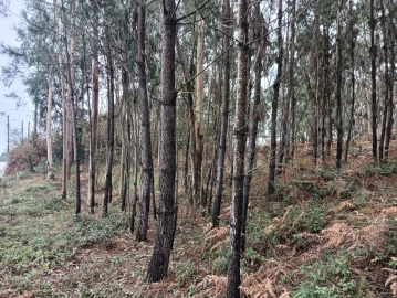 Terreno para Venda em Eixo e Eirol