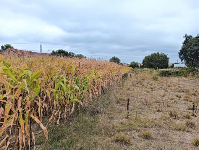 Terreno para Venda em Beduído e Veiros Foto 5