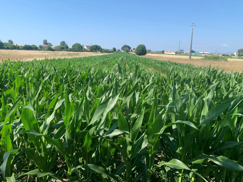Terreno para Venda em Santa Joana Foto 1