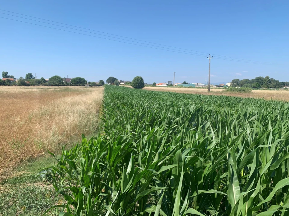 Terreno para Venda em Santa Joana Foto 5