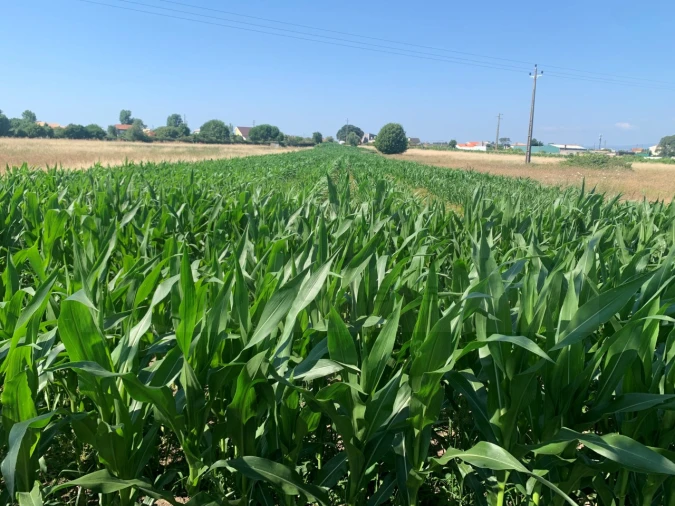 Terreno para Venda em Santa Joana