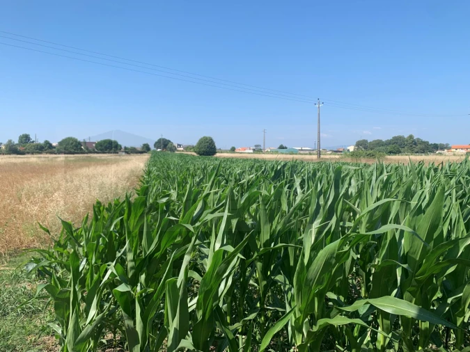 Terreno para Venda em Santa Joana Foto 2