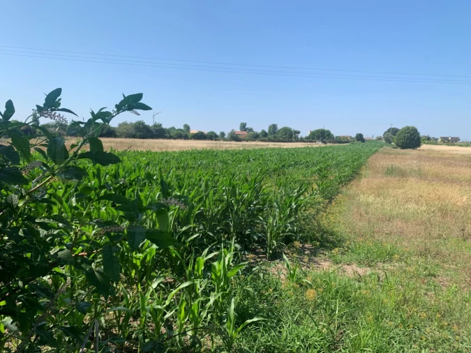 Terreno para Venda em Santa Joana Foto 3