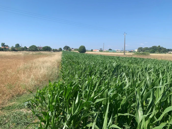 Terreno para Venda em Santa Joana Foto 5