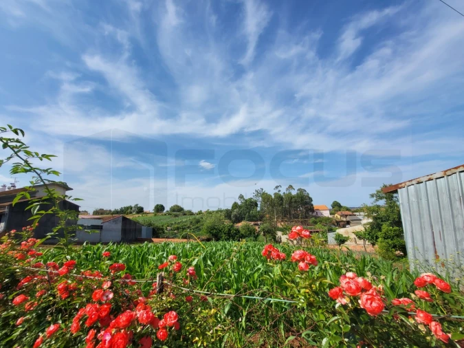 Terreno para Venda em São João de Loure e Frossos Foto 1