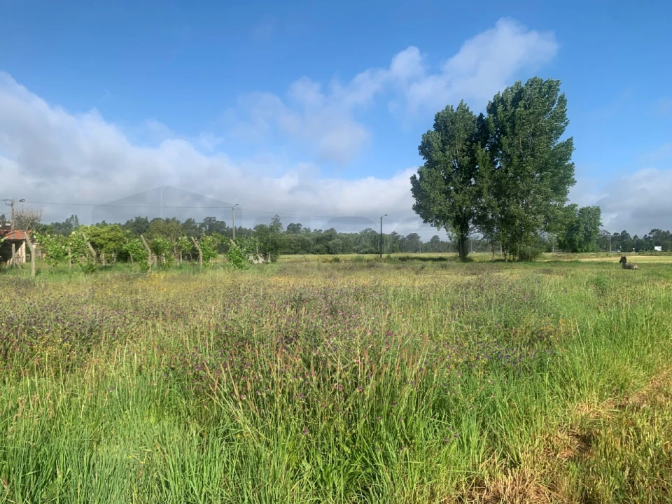 Terreno para Venda em Beduído e Veiros Foto 5